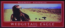 Wedgetail Eagle Magnet